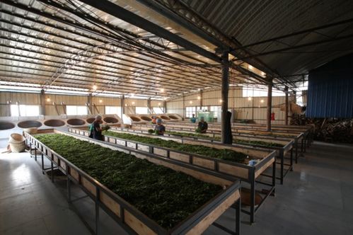 小李總普洱茶源頭工廠 源頭直供，品質卓越